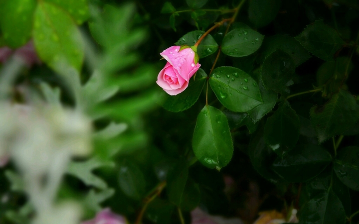 little rose