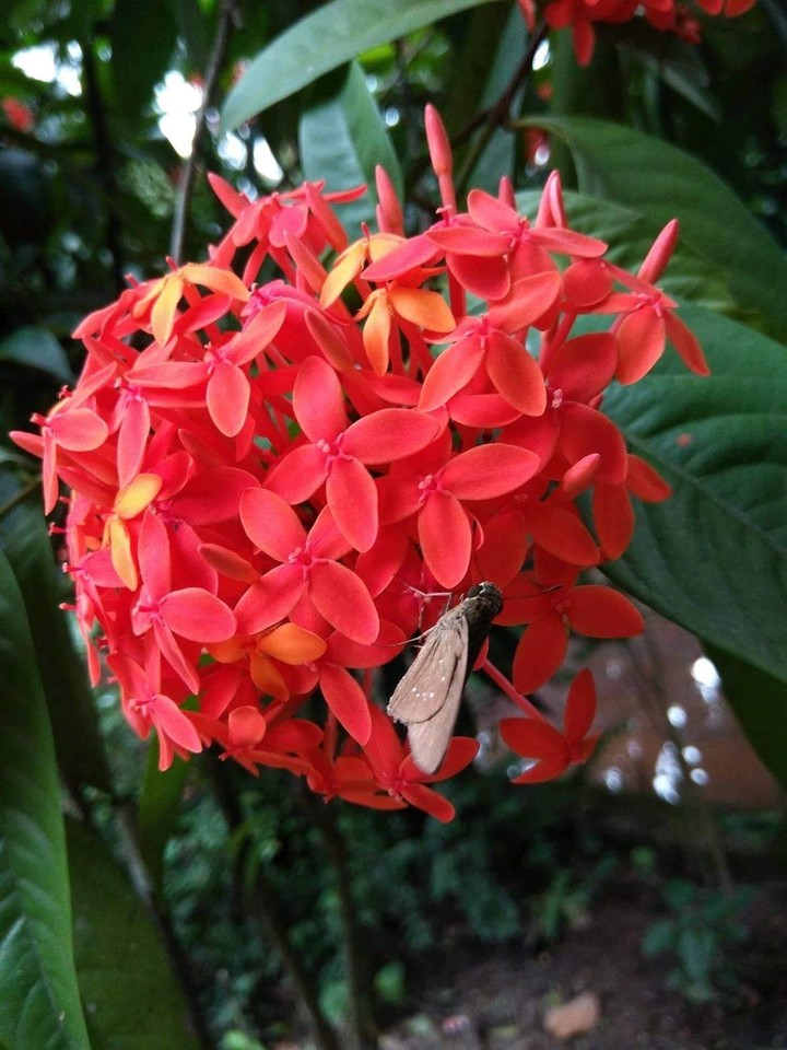 flower