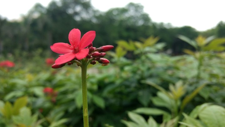 macro_buety