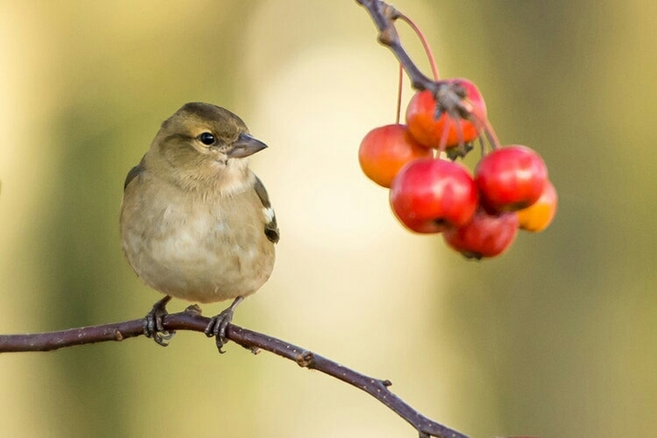 Bird♥