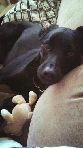 My dog...Love