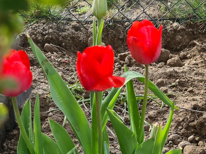 flowers