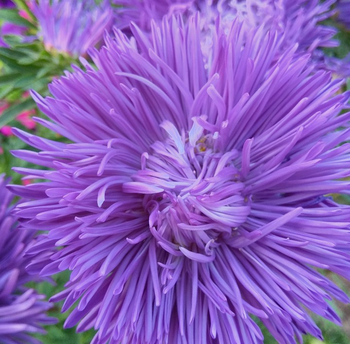 flower purple