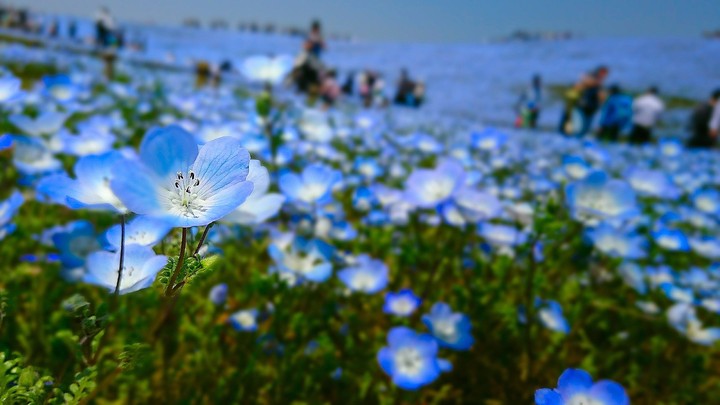 Nemophila
