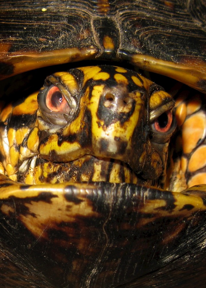Turtle