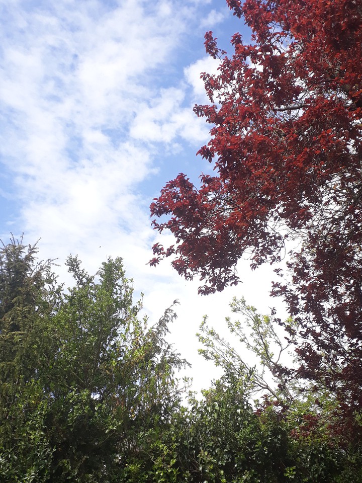 nature