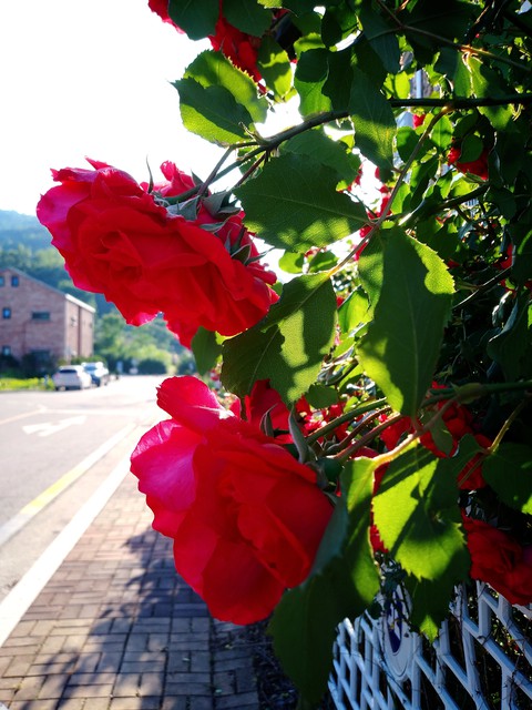 rose