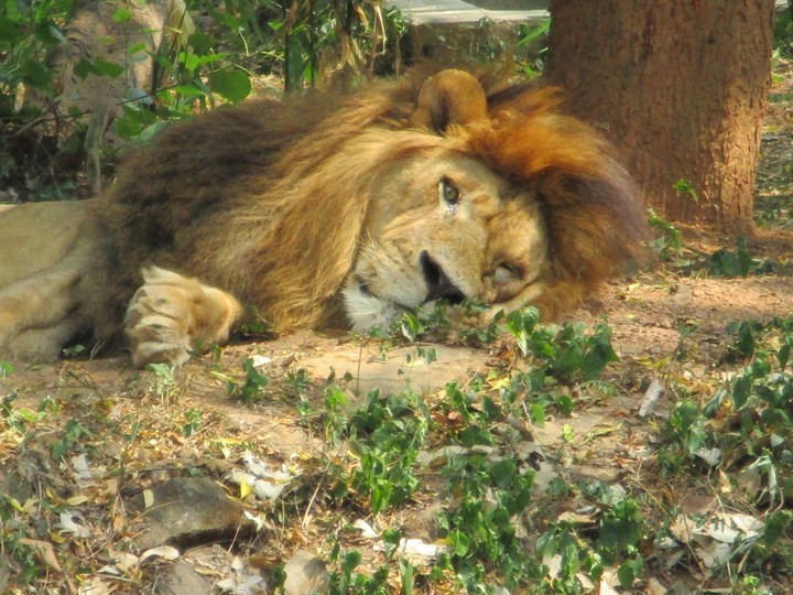 nature (lion)