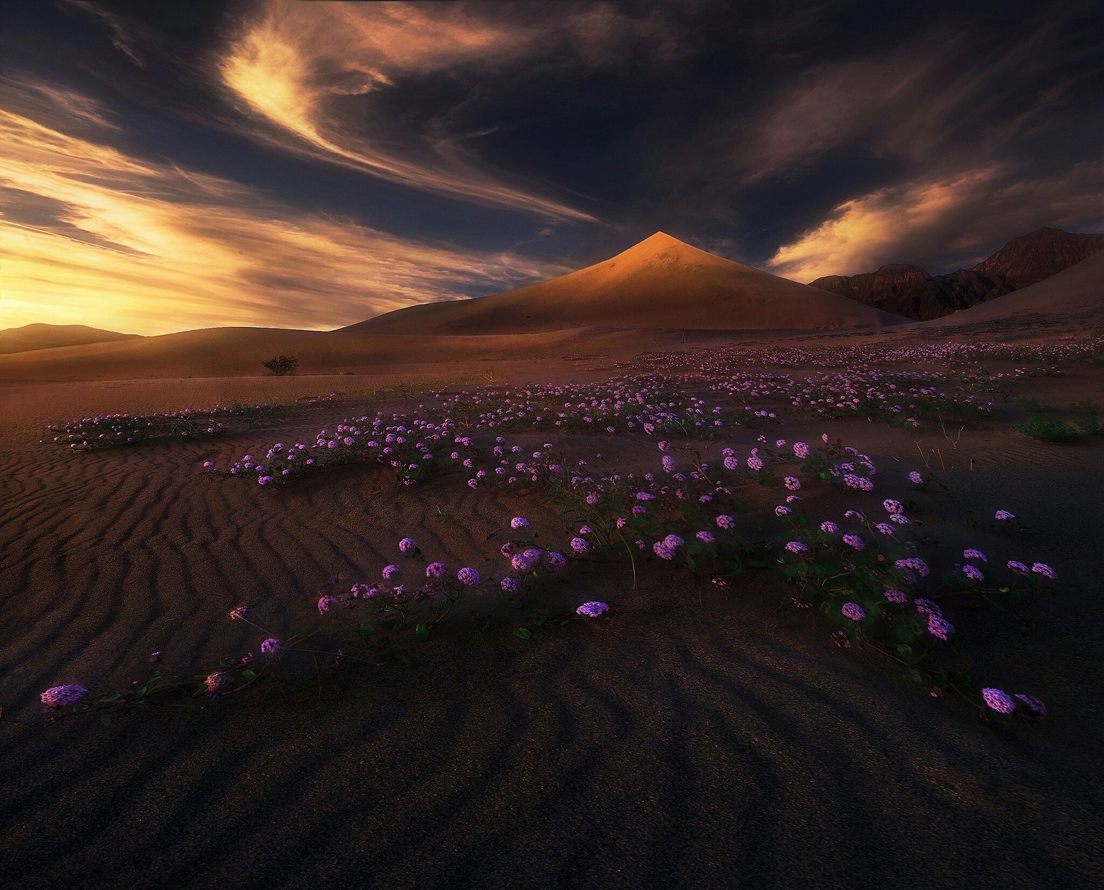 flowers desert