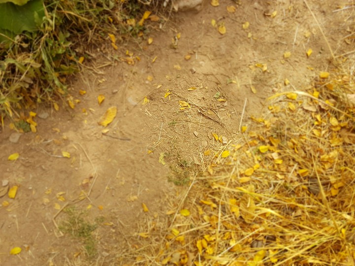 road autumn
