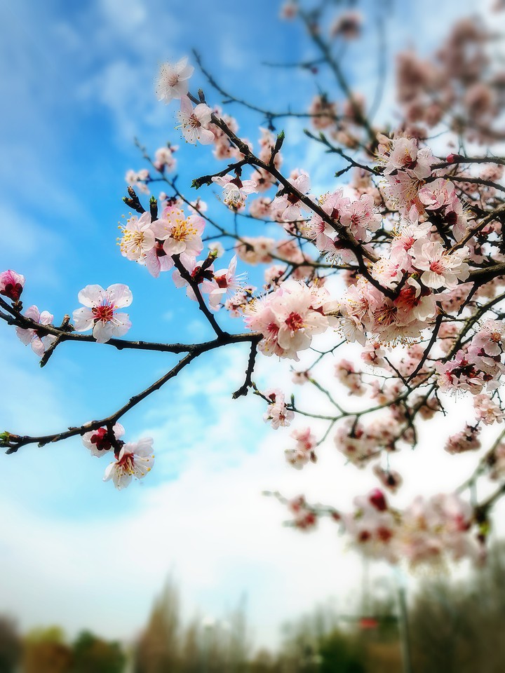 봄이 와요,,,