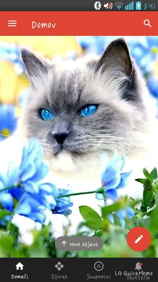 cat