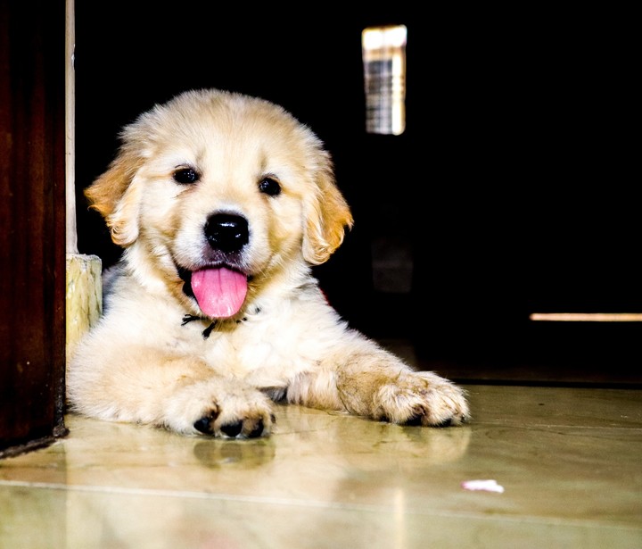 happy puppy