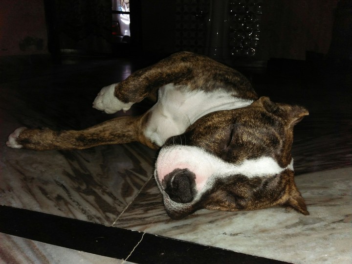 Pitbull