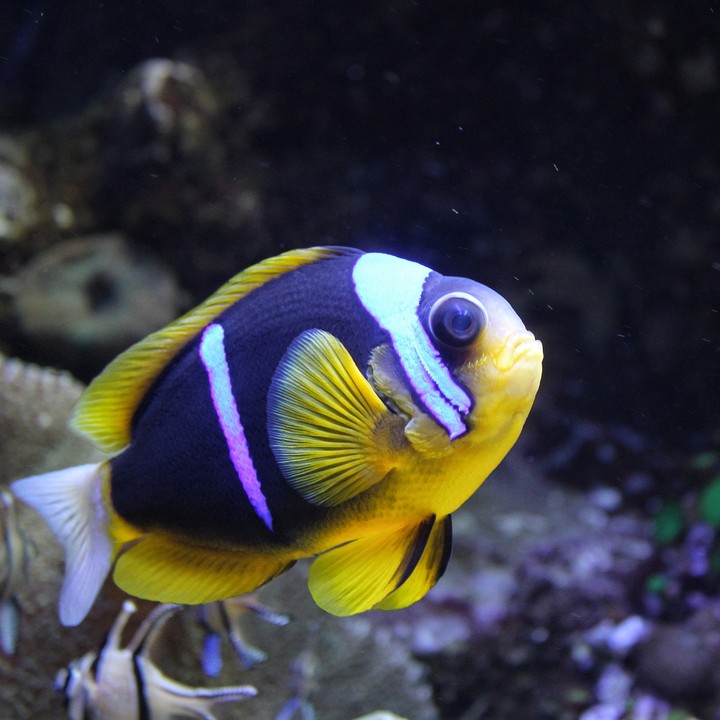 Acquario di Genova 2015