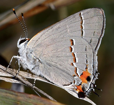 обои butterfly, lepidoptera