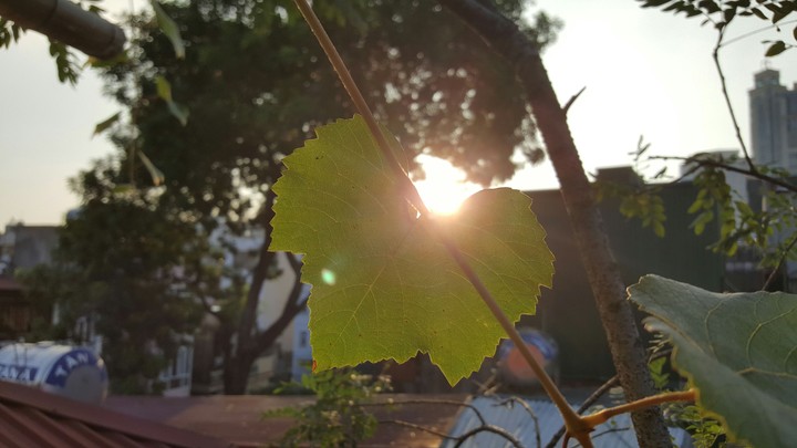 Grape leaves in sunset