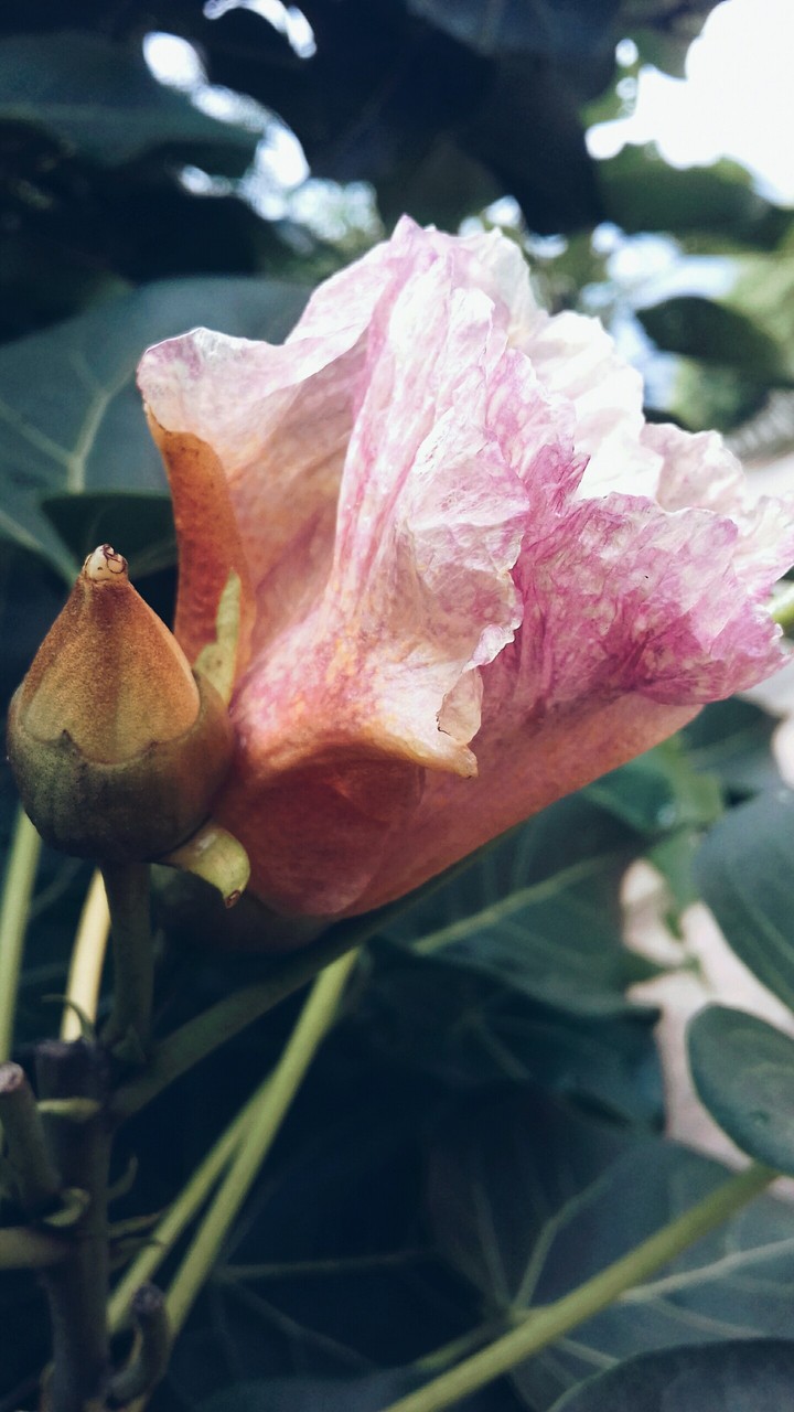 pink flowers and bud