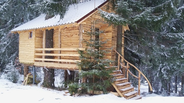 House in the pine forest