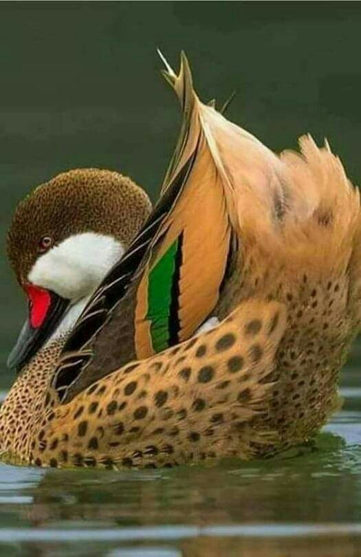 beautiful