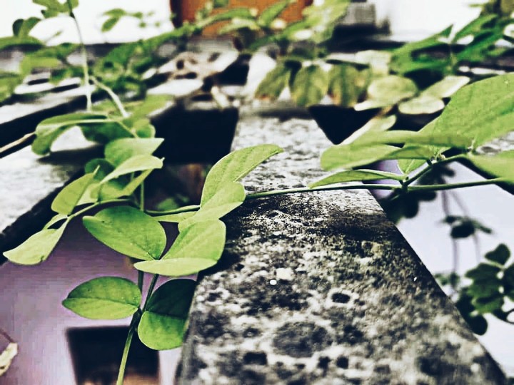 rain plant