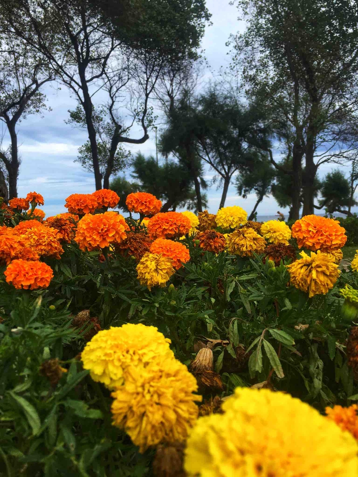 flowers