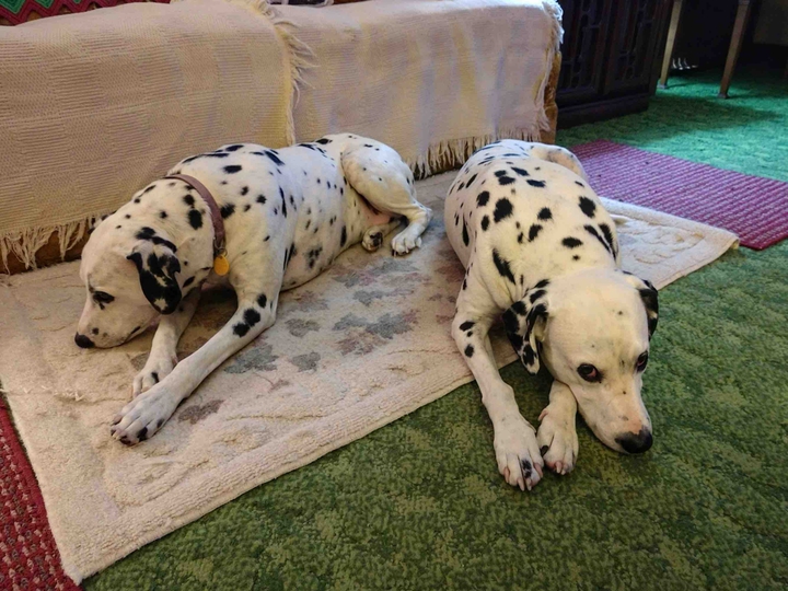 Rocky & Toby