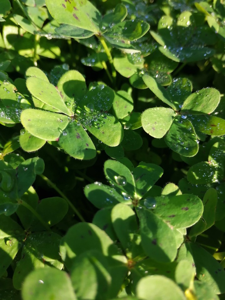 little drops