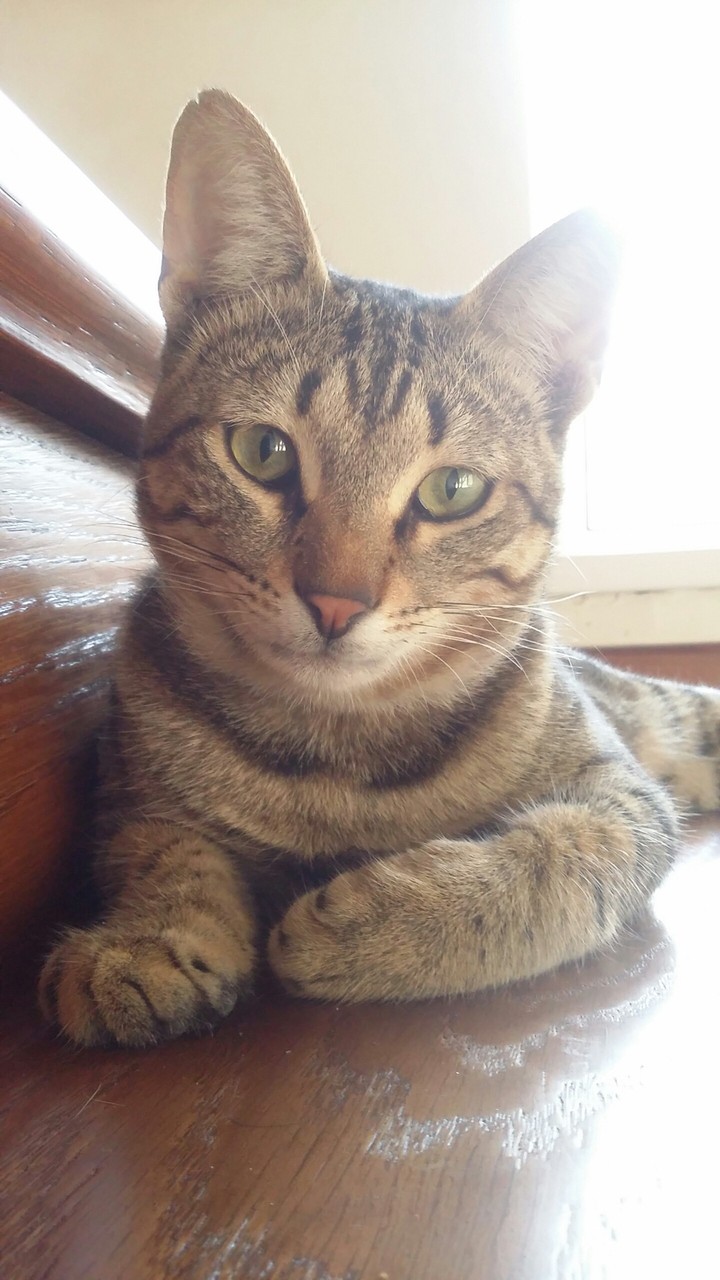 my cat