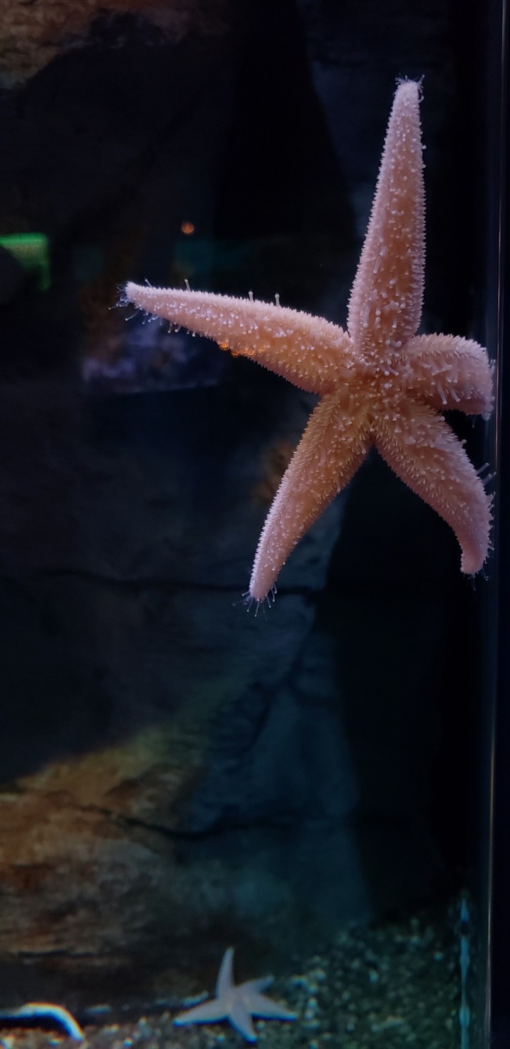 starfish