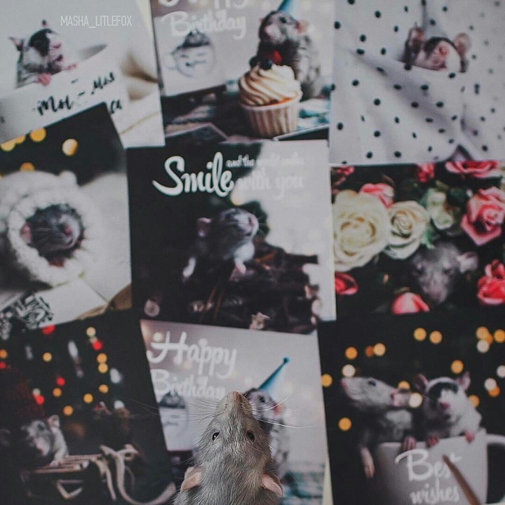 rat&photos