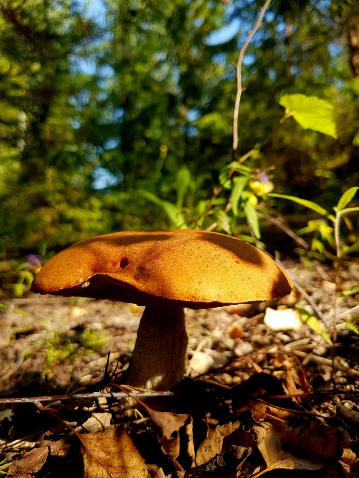 Sunny brown cap boletus