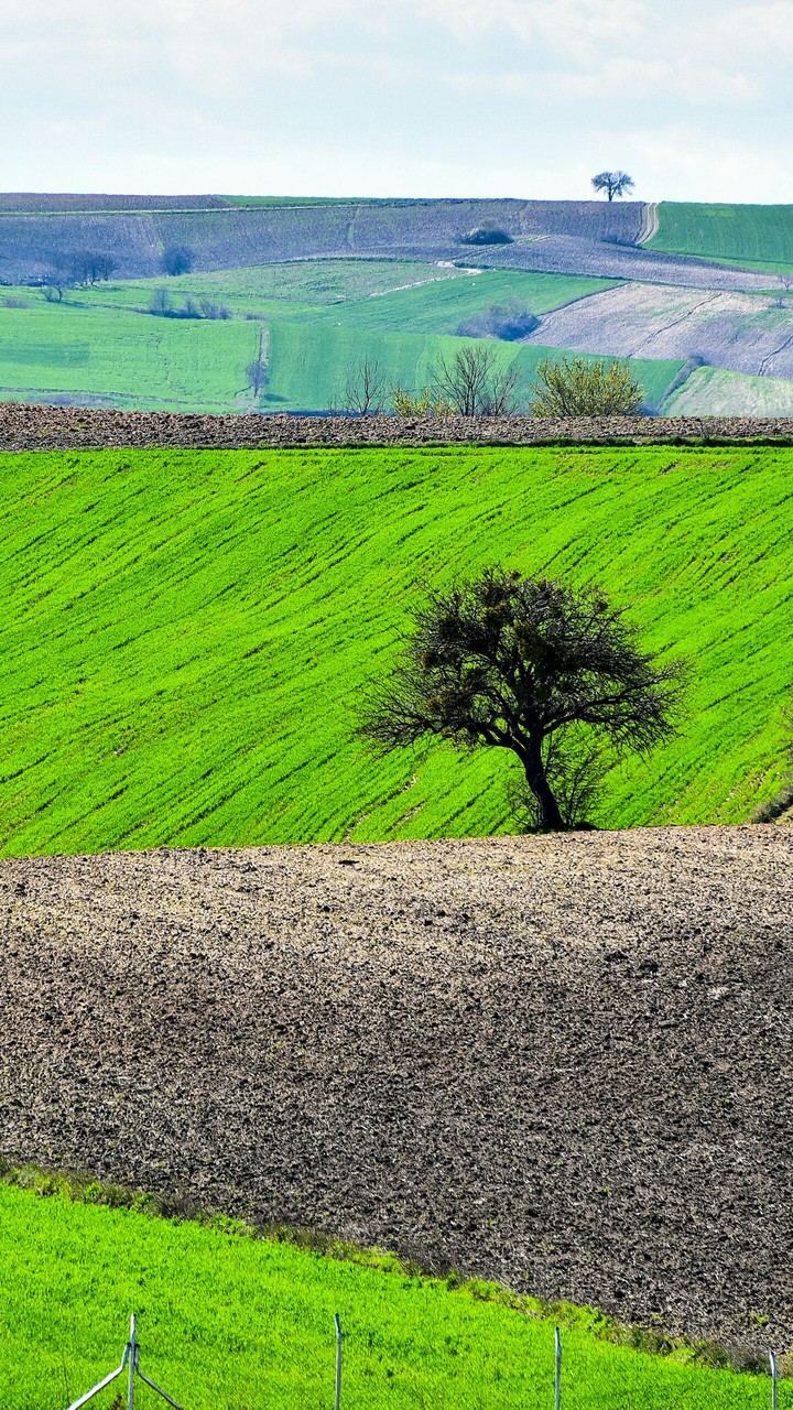 Tree in the fields II