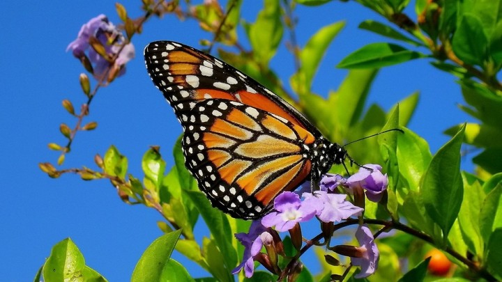 butterfly