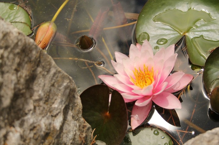 Water lily