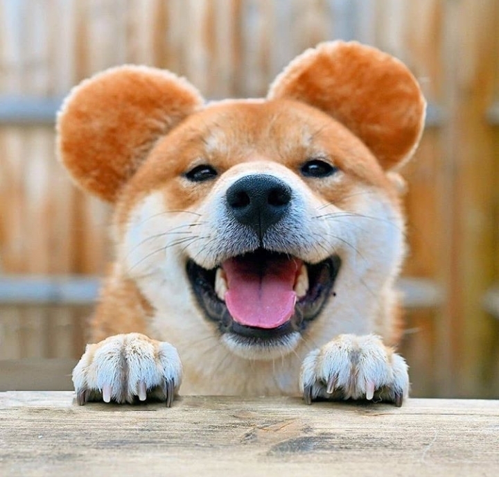 Me Too ! I Like My Big Ears