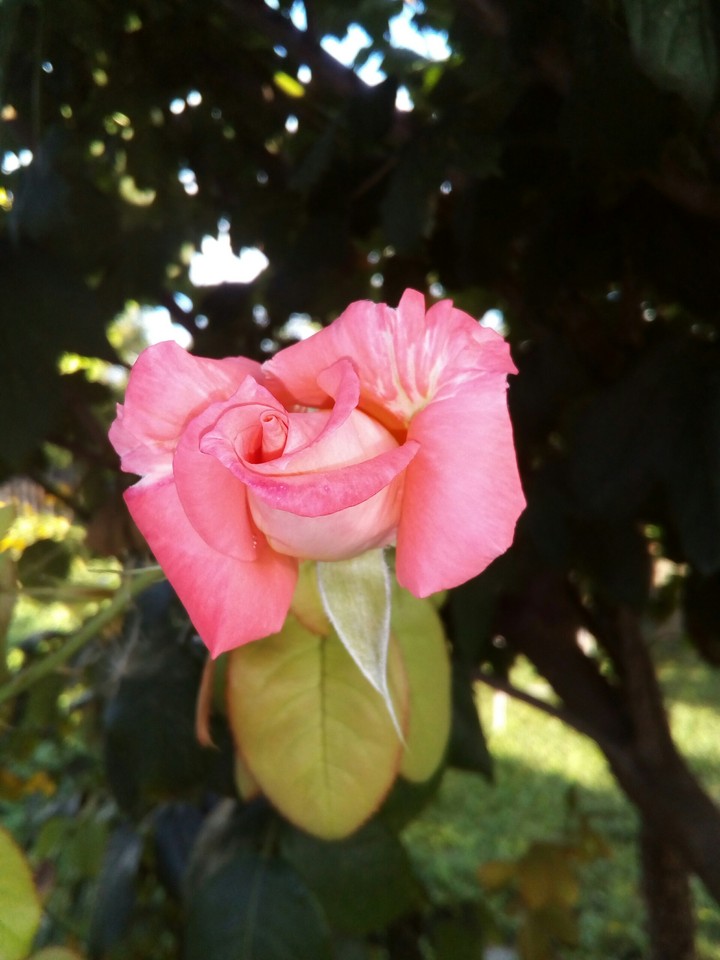 Rose3