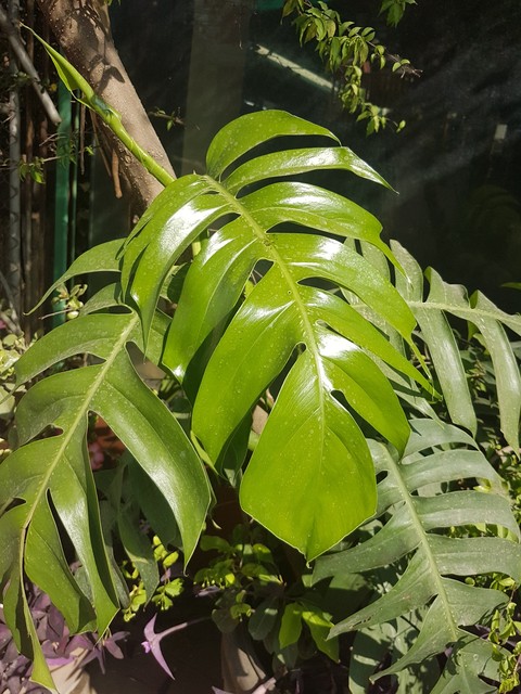 Verdure