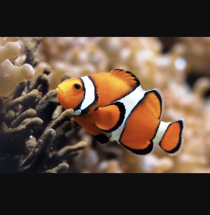 Clown fish