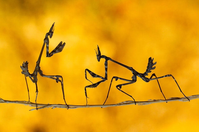 Real Fight