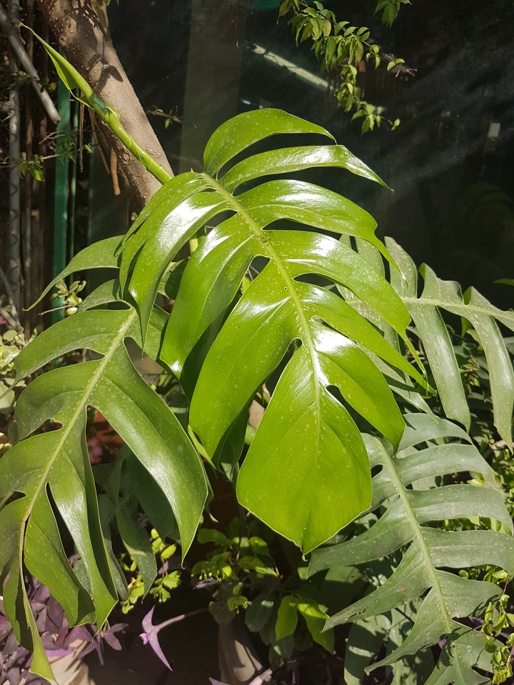 Verdure