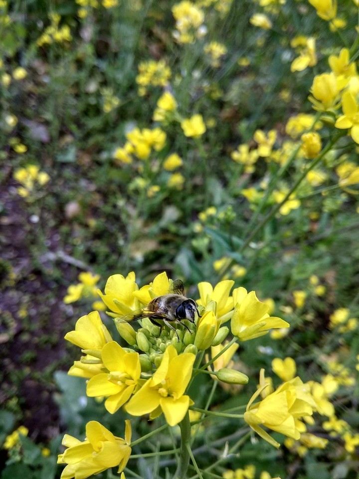 bee hardwork