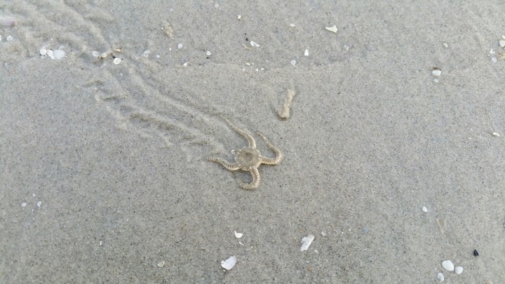 Star from the sea