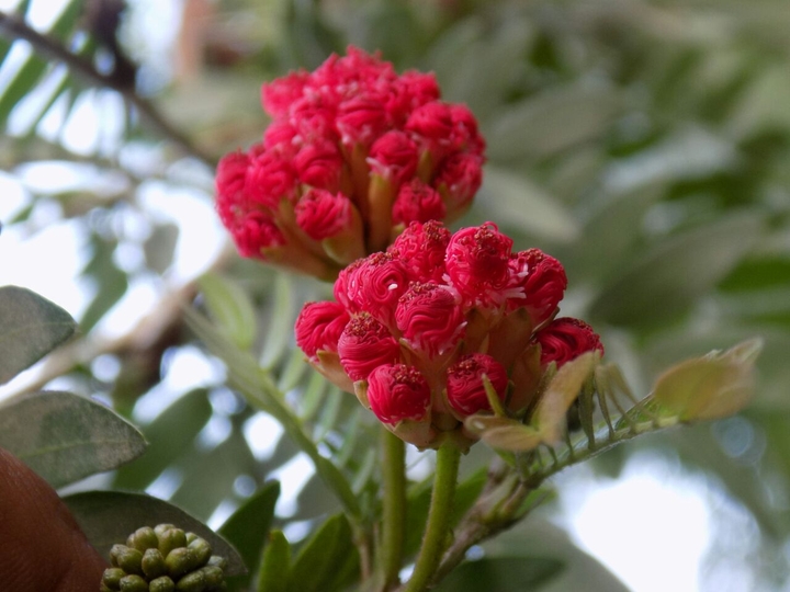 #flower