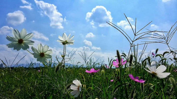 cosmos
