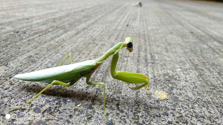 Grasshopper