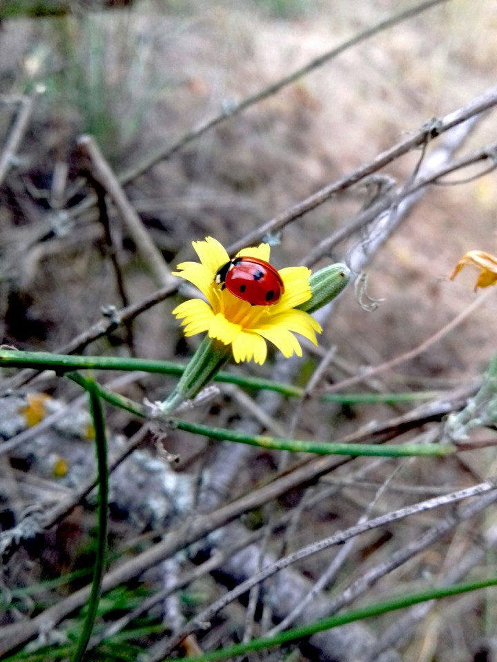Ladybug part 2