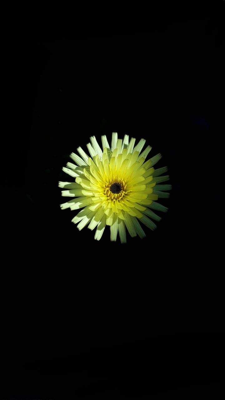 A yellow flower coming from the darkess