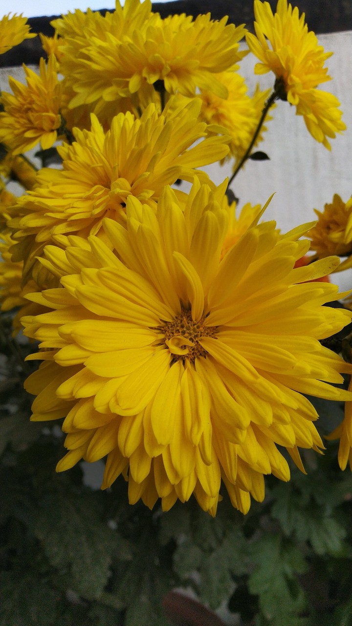 flower..