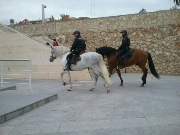 caballos
